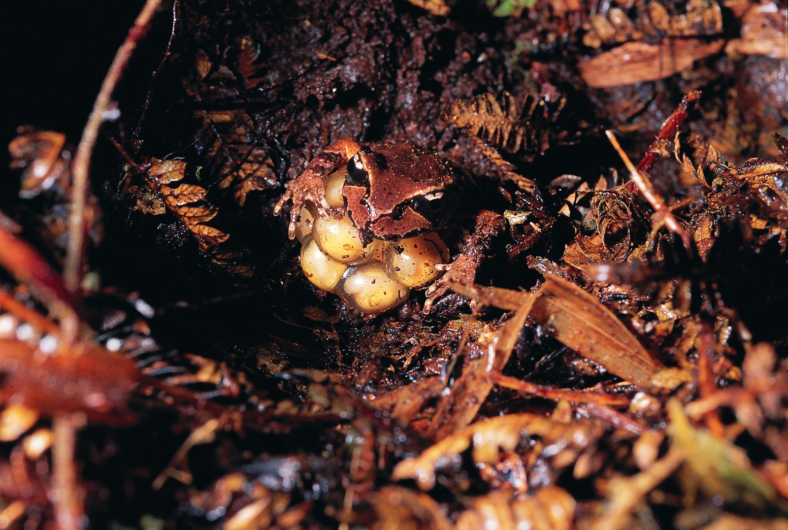 Male Archey's frogs sit on their eggs until the froglets hatch-in the case of this male from Whareorino Forest a two-month vigil from November to January. Perched atop their father's back (above), these particular froglets, possessing both legs and tails, continued to develop until metamorphosis was complete five weeks later. Newly metamorphosed Archey's frogs (above) are about 8 mm long, and are often more brightly coloured than the adults are.