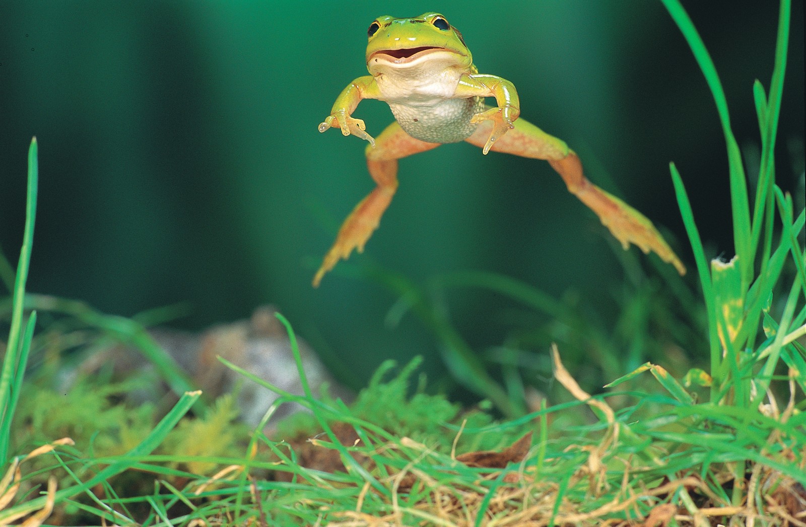 Green Frogs and Bull Frogs are - Point Pelee National Park