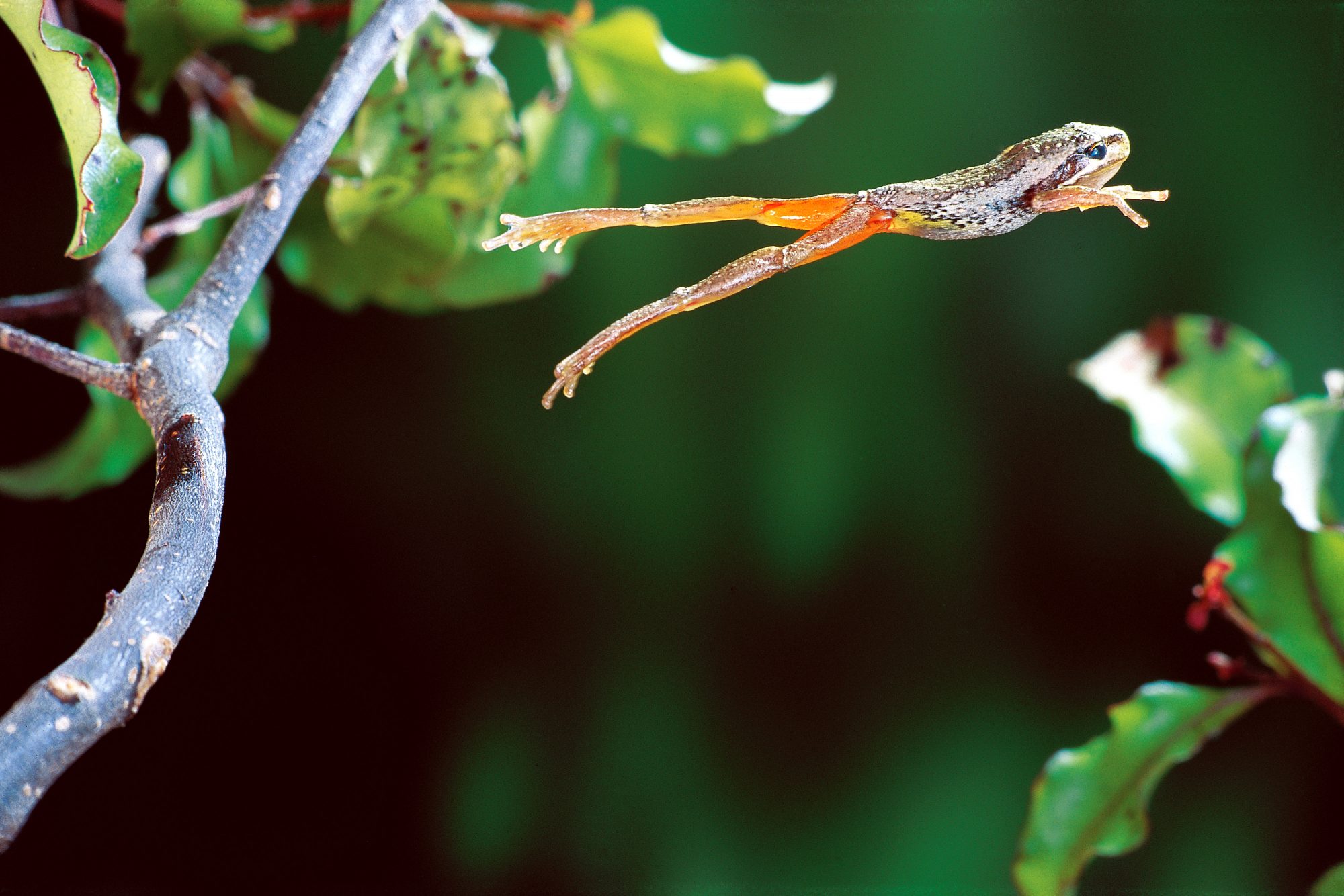 Captive male frog coughs up babies