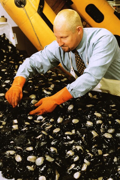 The high prices paid for paua meat have attracted poachers, who are estimated to take almost half the amount harvested legally. Dave McCulloch, head of paua fisheries compliance in Wellington, here examining a confiscated haul of illegal paua, says poachers threaten the very existence of the fishery.