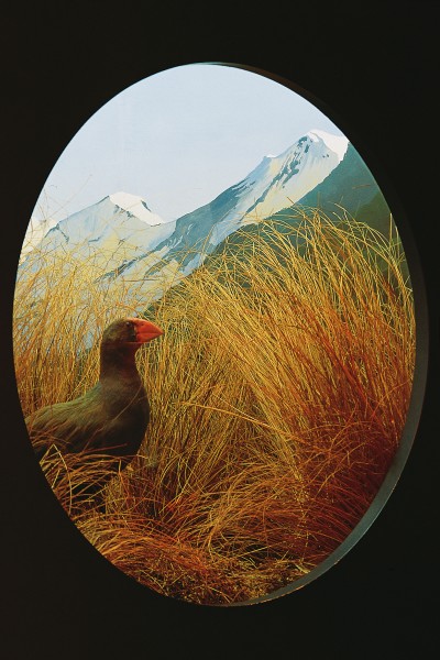 41_Takahe_01 Last century, mountain skins for museum display was regarded as successful species preservation, and this specimen, which met its end 100 years ago at the mouth of a dog and has since resided in the Otago Museum, was long considered the last of its kind. Yet a poor Te Anau farmer's exclamation on seeing the exhibit--"Why, them's the birds we lived on all last winter!"--was just one of many persistent reports of takahe sightings in the early 1900s, all of which were hushed up or dismissed.
