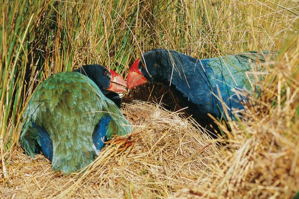 Like many endangered bird species, takahe have proven to be slow and ineffective breeders. Mating seems to take place very infrequently--and then lasts for all of five seconds. While 70 per cent of Fiordland takahe eggs hatch, and young remain with their parents for over a year, mortality among chicks is distressingly high. The chances of these chicks surviving to their first birthday is less than one in five.