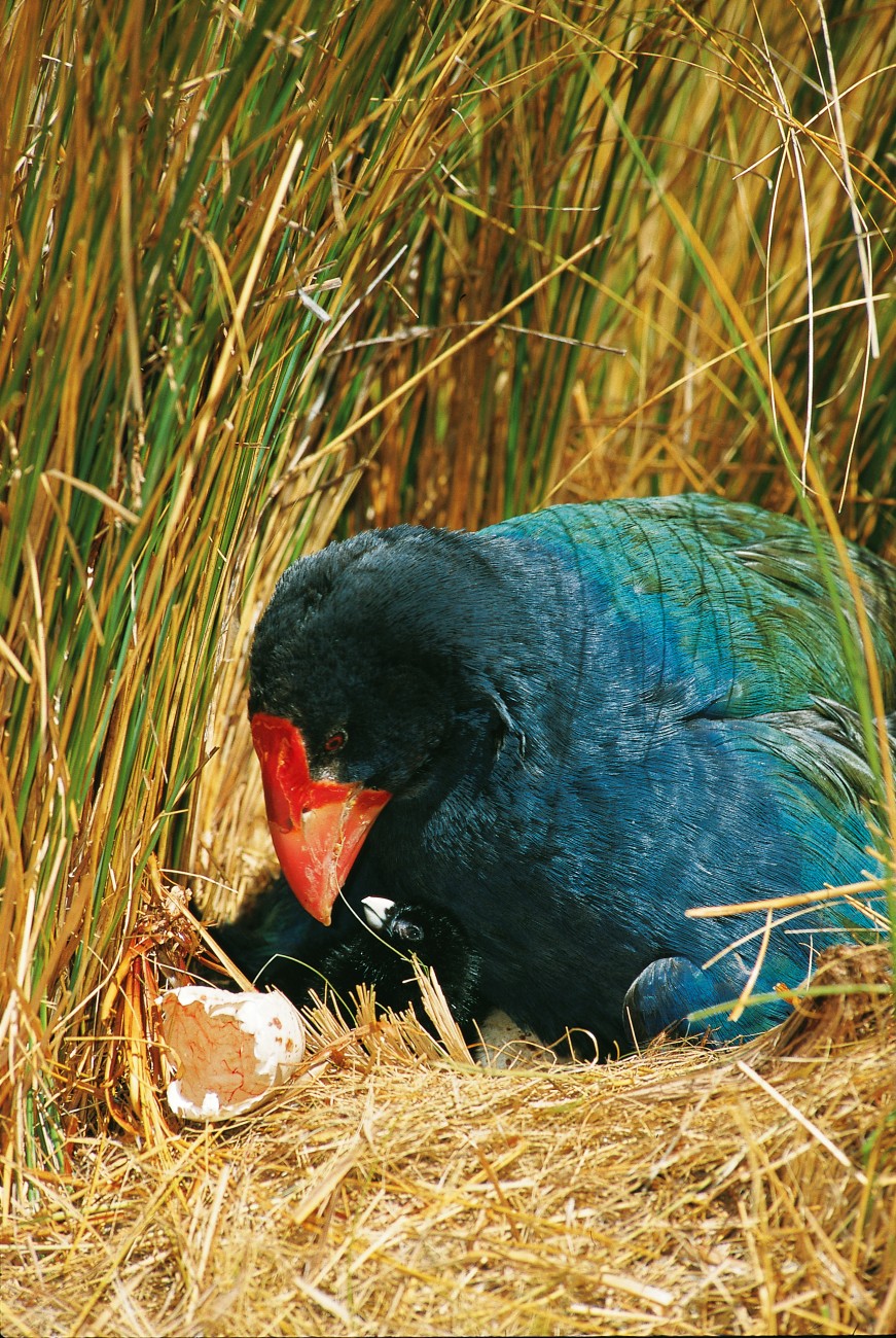 Like many endangered bird species, takahe have proven to be slow and ineffective breeders. Mating seems to take place very infrequently and then lasts for all of five seconds. While 70 per cent of Fiordland takahe eggs hatch, and young remain with their parents for over a year, mortality among chicks is distressingly high. The chances of these chicks surviving to their first birthday is less than one in five.