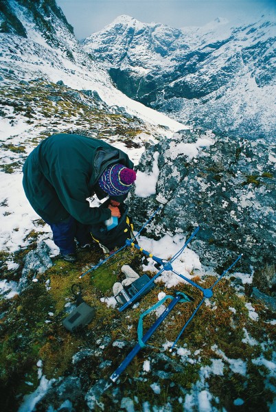 All are prominently banded so they can be identified from a helicopter, and some, like this juvenile, are fitted with radio transmitters so they can be detected with directional antennas.