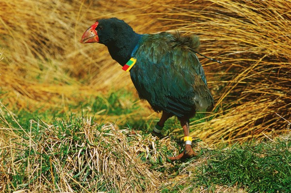 Parts of the burden of belonging to an endangered species is that you get no peace and privacy from those who have your survival at heart. Every bird is checked at least once a year, but on vast rugged territories among metre-high tussocks they can be tough to find. 