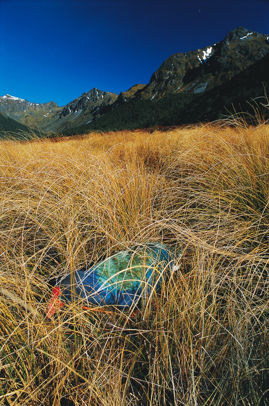 Feeding is at the centre of takahe life. At least 70 per cent of a bird's waking hours are consumed by the search for nourishment. In fact, it's not even the search, it's the act of eating. The bases (tillers) of tussocks and other grasses that make up a wild takahe's diet require a fair tug to extract.