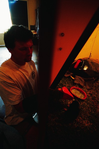 Carrots, parsley, potato, silverbeet, cabbage, spinach and clove, mixed with Farex and "takahe mash" are fed to chicks aged between two and eight weeks. Andrew Smart is the invisible man behind the mouth.