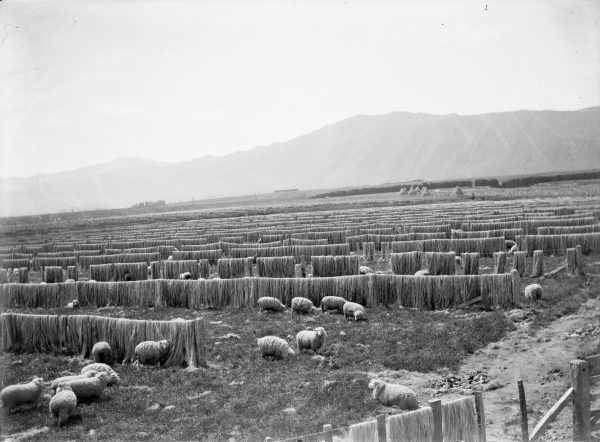 42_Flax_06 Once stripped, flax fibre was hung out to dry and bleach for a couple of weeks. At Miranui, the country's largest flax mill, near Foxton, this drying area covered 100 hectares. Dried fibre was scutched—mechanically beaten with wooden flails to polish the fibres—then baled for export, as here at Lake Ohia in Northland, 1915. Most flax fibre found its way into ropes.