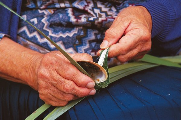 42_Flax_12 Weaving skills are often handed down within families, and Diggeress Te Kanawa of Te Kuiti and her family have long been among our foremost weavers. Kakahu have been her main area of interest, and she has nearly reached her goal of making one for each of her 12 children. Many are ornamented with feathers and other fibres overlaid on a flax matrix. Diggeress's hands, here stripping muka from a flax leaf using the traditional mussel shell (makoi) as a tool, speak of a long life devoted to harakeke.