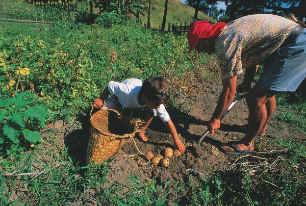 The flax kit or kete is a container of a hundred uses. The one being used by Ken Barsdell and son Toi to hold vegetables from their fgarden at Ohiwa Harbour has a loose weave to allow the dirt to drop out. An experienced weaver can concoct a simple kit in about 20 minutes, should circumstance demand, for flax is almost always at hand