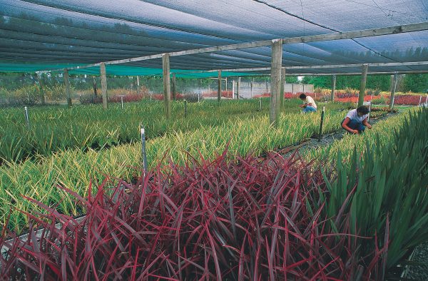 Perhaps nowhere can the beauty and variety of flax as an ornamental plant be as readily appreciated as at New Zealand Flax Hybridisers in Tauranga, an enterprise Margaret Jones (at right) has built up over 30 years. Since each of the cultivars can only be propagated by breaking off fans of young leaves from a parental plant, 15 years may elapse between the time a new variety is produced and sufficient numbers exist to release it commercially.