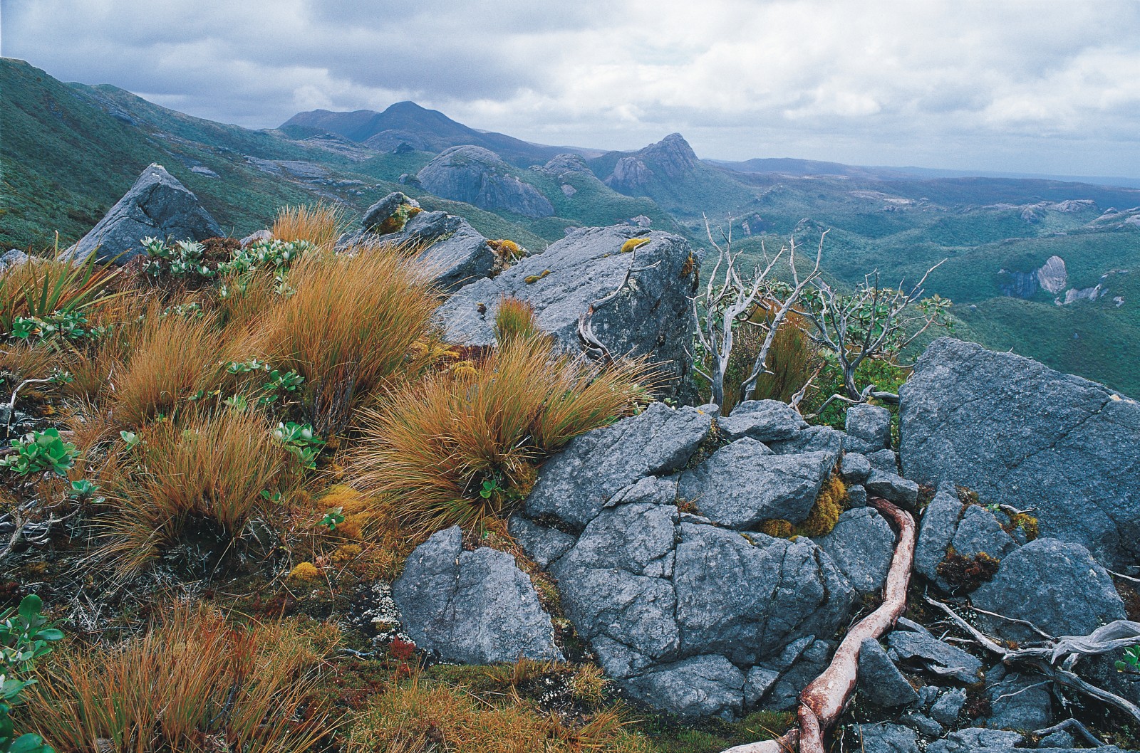 Screaming winds of the RoaringForties combined with shallow, rocky soils discourage any but the hardiest of plants from the higher levels of the Tin Range. Even the stiffly branching leatherwood-an impenetrable menace at lower altitudes-hunkers down here amongst the schist outcrops. The background granite domes protruding through a blanket of vegetation are the signature landscape of this area.