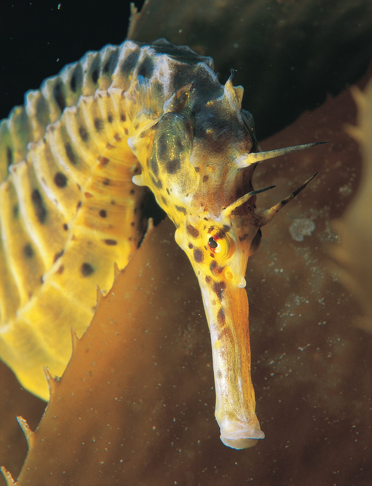 The endearing, endangered seahorse