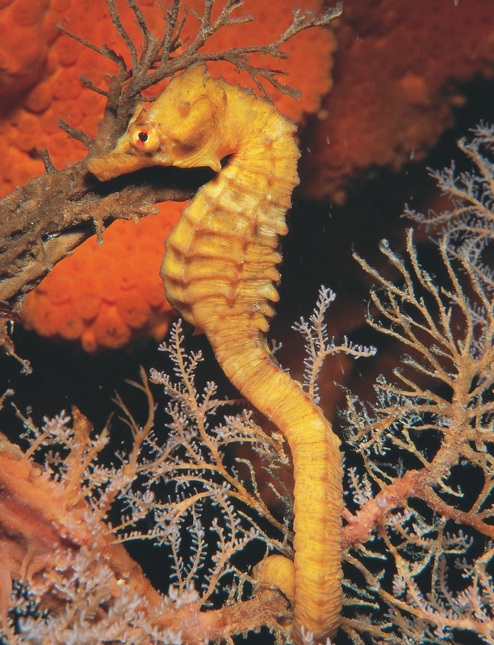 Seahorses have no scales; their skin is stretched over aseries of bony plates, which act as a kind of internal armour. Tiny chromatophores in the skin enable seahorses to change colour, giving them the ability to blend into the background to the point of invisibility. Their eyes, like a chameleon's, can look in two different directions at once, keeping watch for both predators and prey. In the New Zealand seahorse, details of body shape such as snout length, belly size and head "decoration" are highly variable.