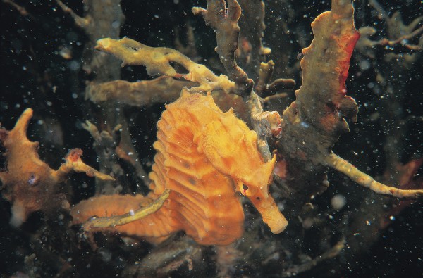 Elsewhere in the world, seahorses are creatures of coral reef, seagrass meadow and mangrove wetland, but the New Zealand seahorse is principally found among seaweed in shallow subtidal communities, though occasionally it has been reported from depths of 100 metres. Slow swimmers, seahorses are nevertheless more than capable of maintaining or changing their depth and location.