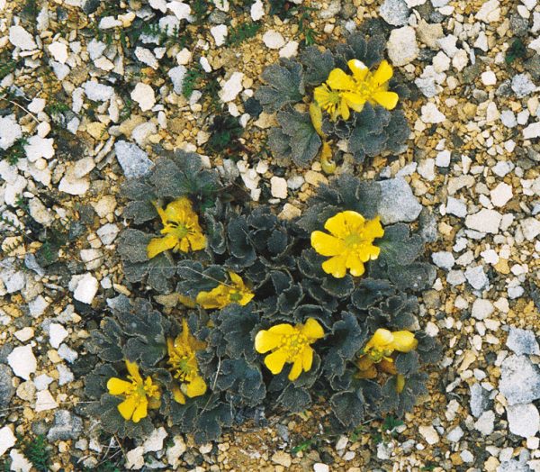 The Castle Hill buttercup, long considered a separate species, has recently been found to be just a variant of the widespread RanuncuIus crithmifolius.