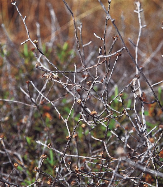 Helichrysum dimorphum may be particularly endangered, but has not been favoured with comeliness, healthy specimens being hard to distinguish from moribund.