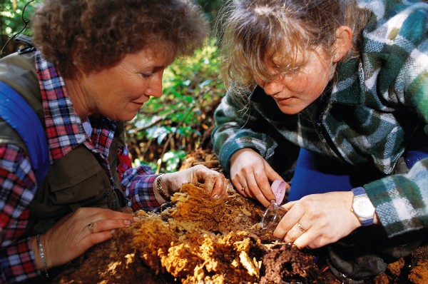 Peripatus researcher Dianne Gleeson (right) and her associate Grace Hall, both of Landcare Research, have gathered specimens from throughout New Zealand. Gleeson believes there are as many as 30 species in this country. Worldwide there are several hundred.