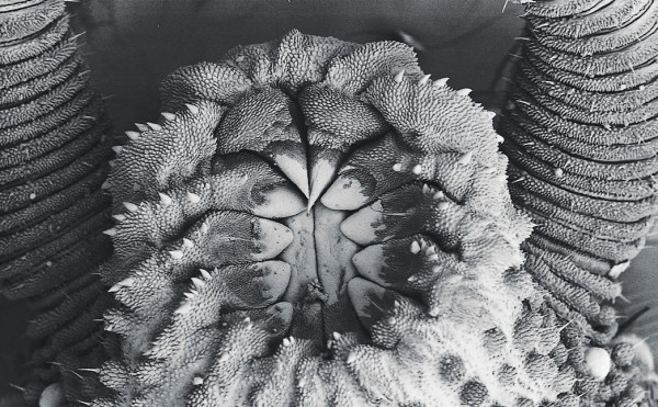 The often spiked structures on the heads of some Australian male peripatus are used to transfer sperm to the female's reproductive tract. Pictured is the partly everted.