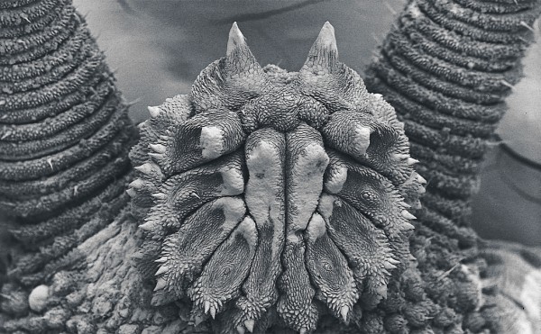 As seen here is a fully everted headpiece of Ruhbergia brevicorna, from New South Wales