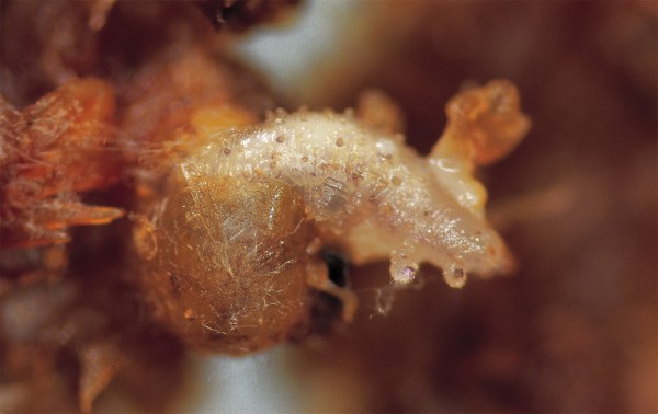 Onychophoran reproduction ranges from egg-laying at one extreme to placental live birth at the other. As befits their name, peripatus walk into the world, either tail first, like this Tasmanian hatchling (top) or head first, like this giant Macroperipatus torquatus from Trinidad (bottom).