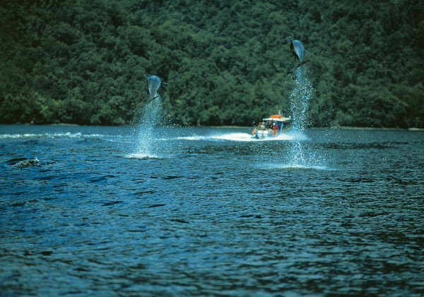 Unusually high leaps like these are thought to be stress-related, the result of harassment from boats. While at the moment the number of tourist craft operating in Doubtful Sound poses little threat to the dolphins-provided boats keep their distance-researchers fear that the presence of too many boats in the fiord may drive these splendid creatures away.