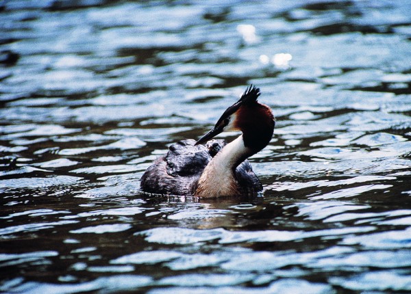 50_Grebes_05