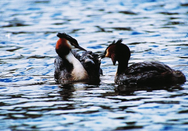 Grebes have the peculiar habit-of unknown utility-of consuming some of their smaller feathers. Here an adult seems to be offering a feather to a chick to sample. Fish and invertebrates are the mainstays of the grebe diet. Young grebes commonly snuggle into the feathers on a parent's back, sometimes staying in place even when the parent dives.