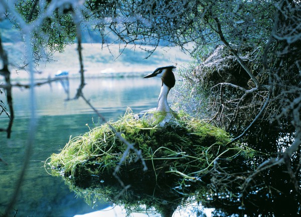 Grebes nests are great untidy piles of moribund vegetation, concealed around the edges of lakes. Although white when laid, the eggs quickly discolour to brown, for the birds cover them when they leave the nest. Although the parents are assiduous, mortality among young grebes is high, and the New Zealand population is only just holding its own.