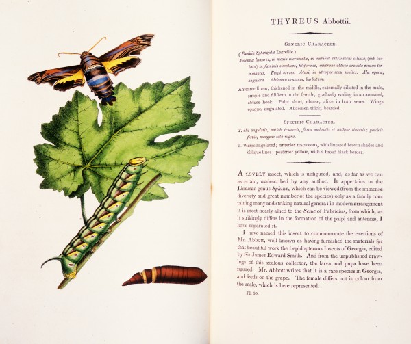 In England, Swainson had been the author of many books, producing both text and illustrations. As this was well before the advent of colour printing, Swainson usually hand-coloured the illustrations in each copy himself, but he was less fastidious about text, which often contained errors and mistakes.