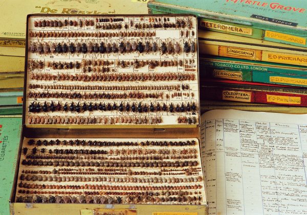 A collection of 5500 native weevils and beetles from the northern North Island, built up by school teacher Eric Pritchard (1909-1997), resides in 25 cigarette tins and is accompanied by extensive notes.