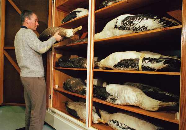 58_Auckland-Museum_09 Broun's whole collection was housed in the drawers of a writing desk, curator of land vertebrates Brian Gill's albatrosses are not so easily accommodated.