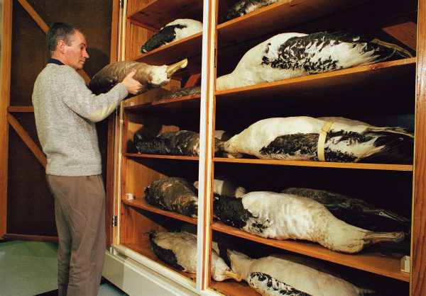 Broun's whole collection was housed in the drawers of a writing desk, curator of land vertebrates Brian Gill's albatrosses are not so easily accommodated. 