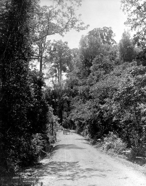 65_MtTarawera_06 The road between Te Wairoa and Ohinemutu passed through a greatly admired stretch of native forest near Tikitapu.