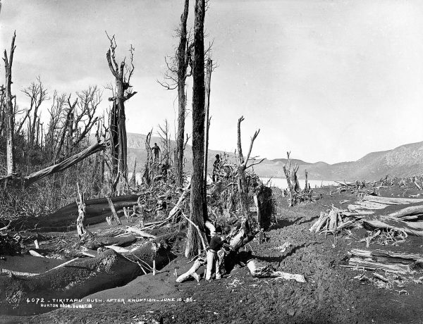 65_MtTarawera_07 Like much of the vegetation in the area, this was laid waste by the eruption of 1886.