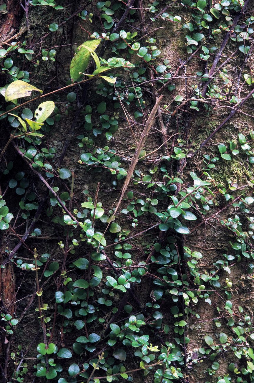 While stick insects are superbly camouflaged in their natural surroundings, for unknown reasons they regularly forsake vegetation for the risky open spaces of man-made structure.