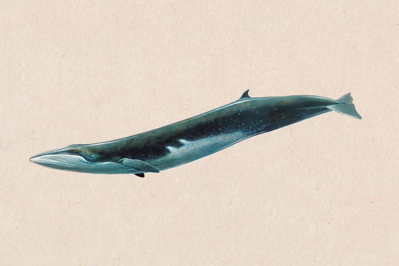 85_whale_body07