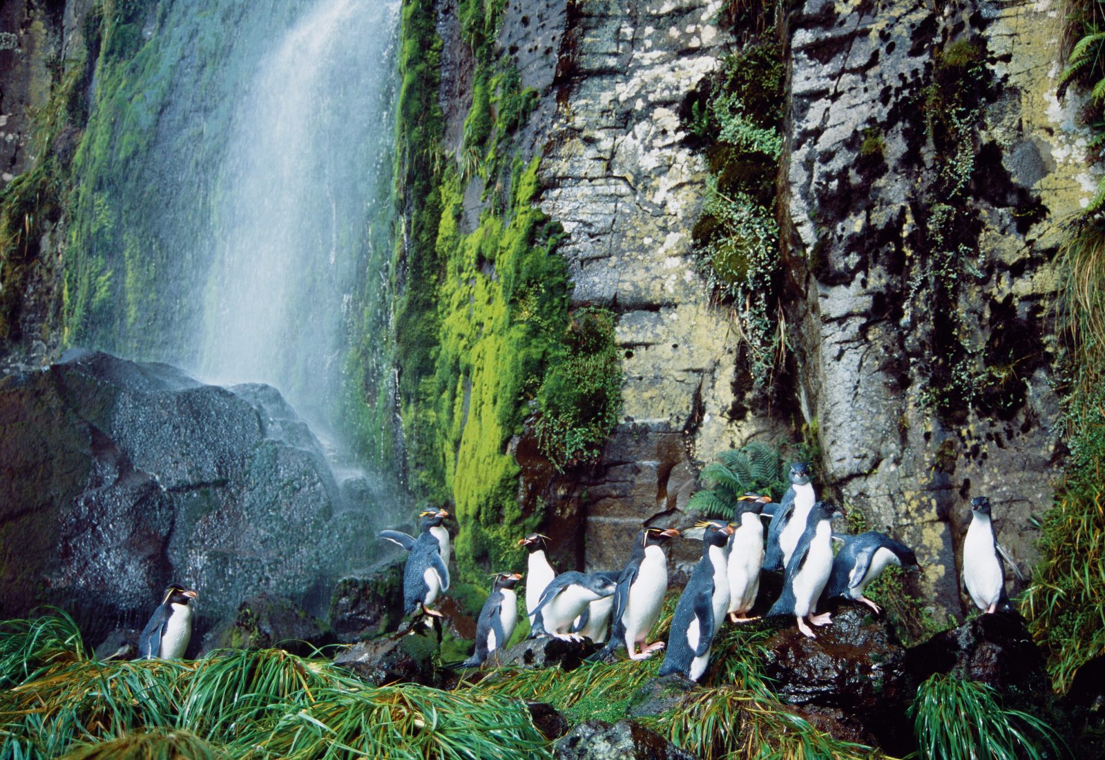 Named for their habit of jumping obstacles, warming seas could be a hurdle too high for rockhoppers.