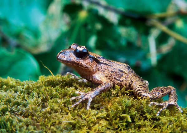 The Maud Island frog has been found in just 25 ha of moist forest on a single island. Its limited range makes it extremely vulnerable to the finest changes in ecology.