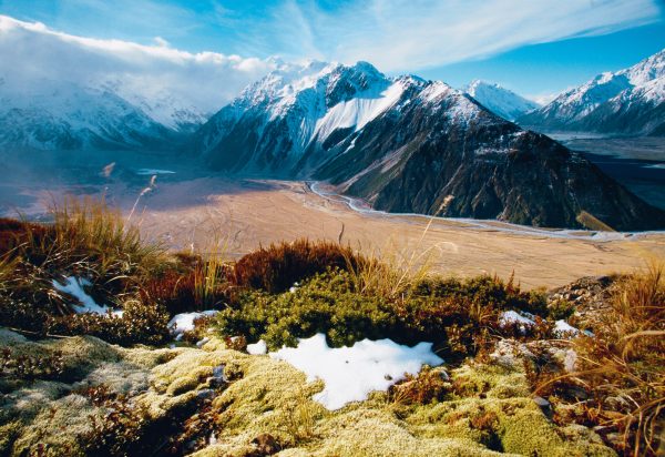 Alpine flora flourishes in conditions too challenging for invasive species, but as their habitats become warmer, competition for space could drive plants to extinction.