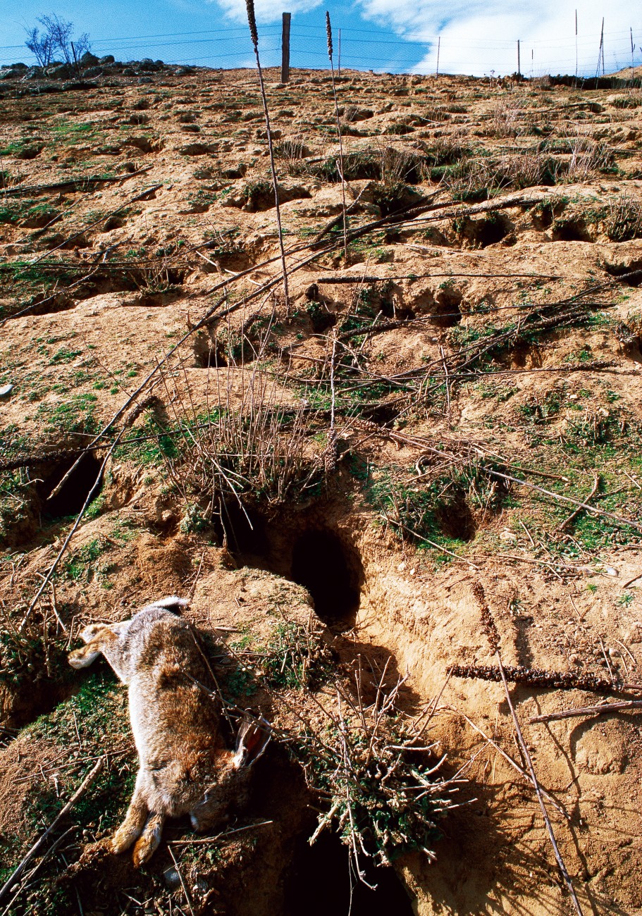 Unaware its rabbit bait was spiked, the Otago Regional Council unwittingly blanketed 1000 hectares of land with calicivirus. Many regard the virus as a godsend and those involved in spreading it remain unrepentant. 