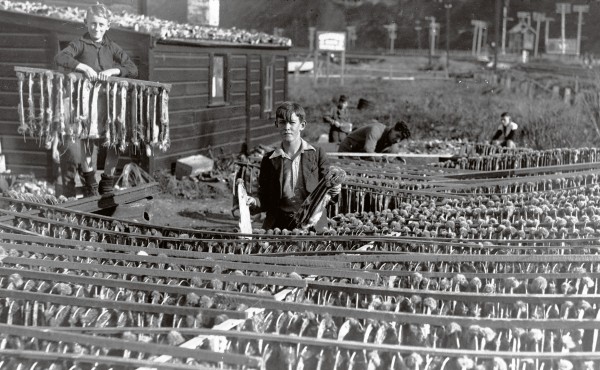 In the 1930s Petone school boys earned money hanging out rabbit skins for export. 