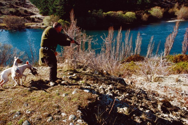 Rabbit hunter Steve Bell takes aim. Dispatching rabbits is now a dying art, but a little over a century ago trapping rabbits was the basis of a booming industry, called the ‘second gold rush’ in some areas.