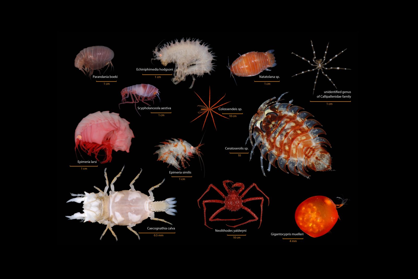 AMPHIPODS: Small crustaceans known as amphipods are among the most abundant animals found under the ice. Devoured in the billions by all manner of marine species, amphipods are also prolific carnivores in their own right. Living below the depth of algae or in the eternal twilight under the ice, they rely on scavenging, tearing chunks off larger animals or predating on critters smaller than themselves. Who would think hot pink was an appropriate colour for a deep-sea critter? Well as it happens, no one, until NIWA fished up a new micropredator, Epimeria larsi, from the Ross Sea. ISOPODS: Just as the land hosts woodlice, the marine environment hosts isopods as well—some 4500 species found mostly on the seafloor. Caecognathia calva is a blood-sucking parasite that lurks in anemones and attaches itself to the heads of bottom-dwelling fish. CRABS AND SEA SPIDERS: Three species of king crab are known to inhabit the Ross Sea and two of these were only recently discovered. Neolithodes yaldwyni has a massive 80 cm leg span and straw-like mouth parts which it inserts into prey so it can suck out their juices. The smaller-bodied sea spiders have such a large surface area-to-volume ratio that they don’t need gills at all, absorbing oxygen directly through their bodies. Ostracods are also crustaceans which are enclosed within two shells. Gigantocypris is one of the largest and, living in mid-water, is equipped with a leg which it uses to swim.