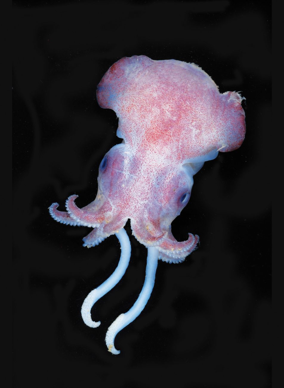 The small ‘Mickey Mouse’ sepiolid squid—this one found on the walls of a submarine canyon off White Island at the southern end of the Kermadec Arc—earns its name from the unique shape of its mantle. In the unstable environment of the Arc where volcanic venting, eruptions and underwater avalanches are a fact of life, highly mobile creatures have a distinct advantage as they can move from one opportunity to the next as habitats are destroyed and recreated.