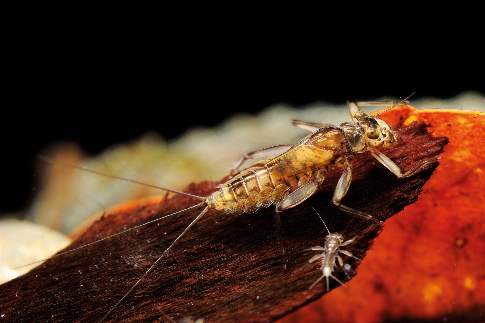 Two nymphs of the common Deleatidium angustum, aged approximately a year apart, feed undisturbed on underwater algae growing on driftwood. Misunderstanding of this inconspicuous aquatic stage of the mayflies’ life cycle—which can last two years—gave rise to the myth that the insects live only for a day or two, an idea perpetuated in both their common name the ‘one-day fly’ and the scientific moniker Ephemera.