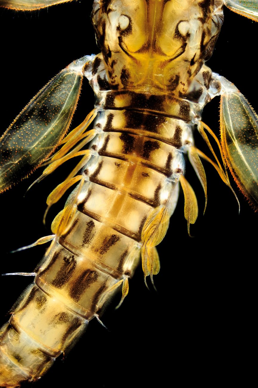 “I was amazed by the diversity of colours, shapes, gills and complexity of these creatures,” says photographer George Novak. Mayfly nymphs, such as Zephlebia versicolor pictured, breathe by waving their external fin-like gills, creating a constant flow of fresh, oxygenated water. 