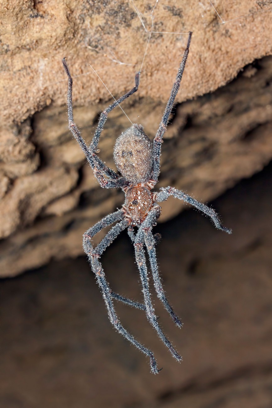 Nelson cave spider New Zealand Geographic