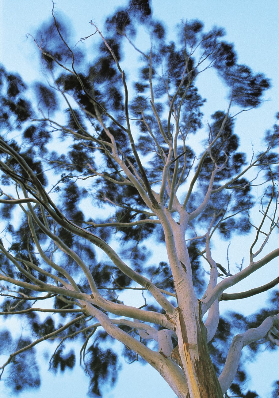 58_Eucalypts_body02