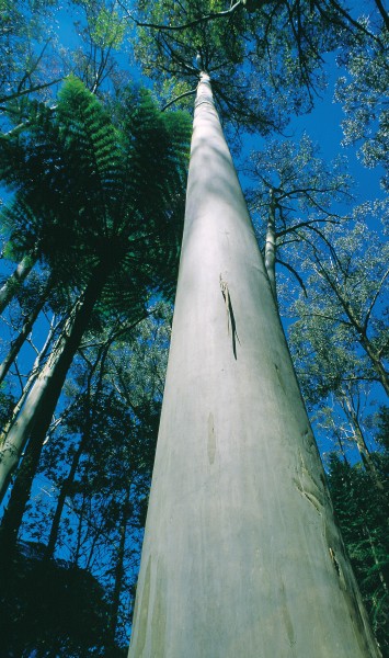 In some eucalypt species the dry, dead outer bark peels off, exposing smooth, fresh bark, while in others it accumulates, periodically splitting and tearing in patterns that are used to characterise groups of species, such as ironbarks, box-barks and stringybarks. Some species, such as the Sydney blue gum, retain rough bark on the lower portion of the trunk but are smooth higher up.